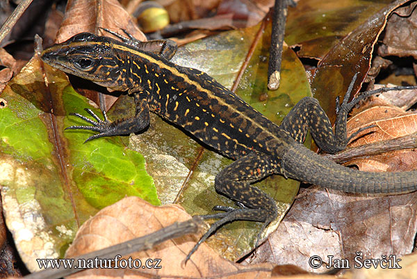 ameiva1