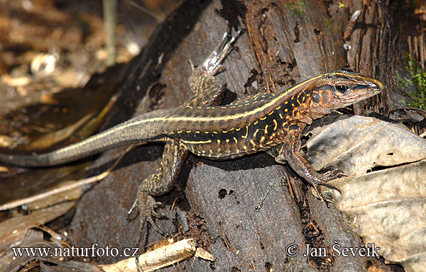 ameiva2