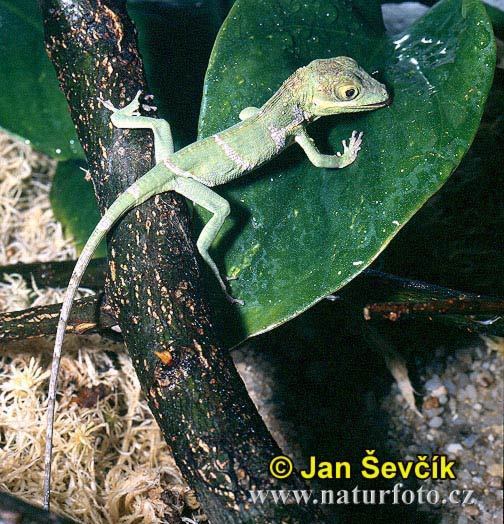 anolis2