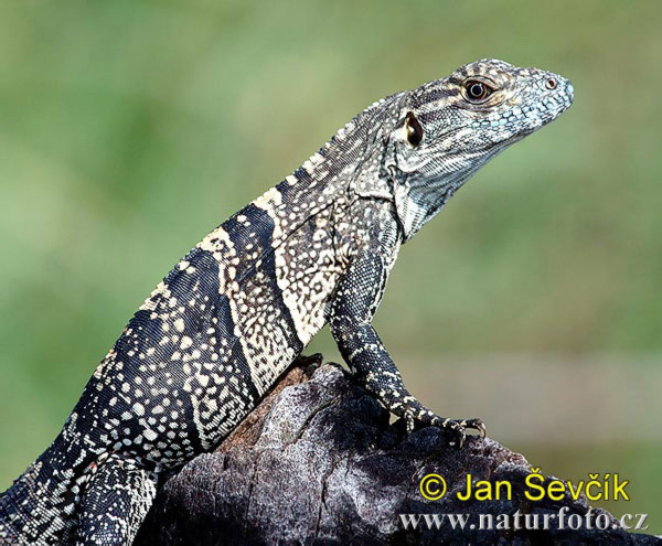 leguan2