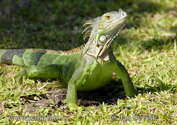 leguan3