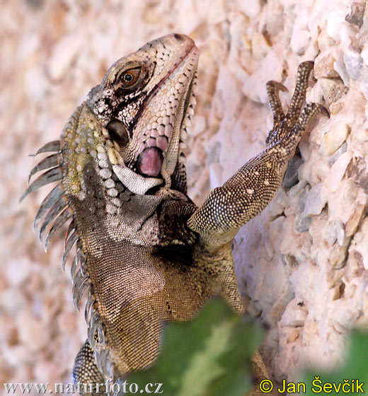 leguan4