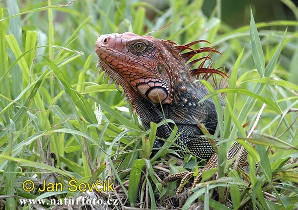 leguan5