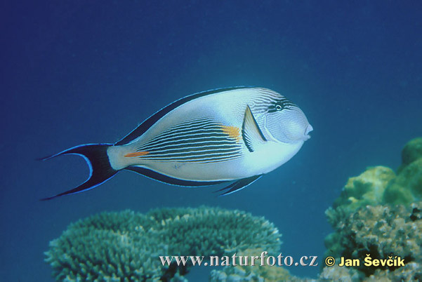 bodlok--acanthurus-sohal.jpg